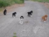 Собаки, щенята Англійський пойнтер, ціна 7500 Грн., Фото