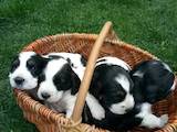 Собаки, щенки Русский спаниель, цена 1300 Грн., Фото