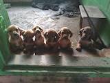 Собаки, щенята Гладкошерста такса, ціна 1000 Грн., Фото