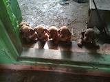 Собаки, щенки Гладкошерстная такса, цена 1000 Грн., Фото