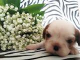 Собаки, щенята Кавалер-кинг-чарльз спаніель, ціна 20000 Грн., Фото