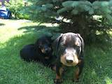 Собаки, щенки Доберман, цена 6000 Грн., Фото