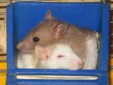 Грызуны Домашние крысы, цена 25 Грн., Фото
