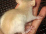 Грызуны Домашние крысы, цена 25 Грн., Фото