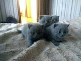Кішки, кошенята Британська короткошерста, ціна 800 Грн., Фото