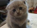 Кішки, кошенята Британська короткошерста, ціна 700 Грн., Фото