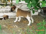Собаки, щенки Гладкошерстный фокстерьер, цена 1600 Грн., Фото