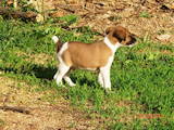 Собаки, щенята Гладкошерста фокстер'єр, ціна 1600 Грн., Фото