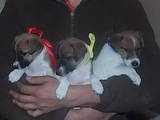Собаки, щенки Гладкошерстный фокстерьер, цена 1600 Грн., Фото