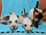 Кішки, кошенята Сіамська, ціна 1000 Грн., Фото