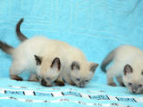 Кошки, котята Сиамская, цена 1000 Грн., Фото