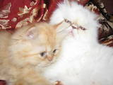 Кошки, котята Персидская, цена 800 Грн., Фото