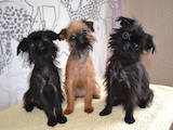 Собаки, щенки Бельгийский гриффон, цена 8000 Грн., Фото