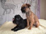 Собаки, щенки Бельгийский гриффон, цена 8000 Грн., Фото