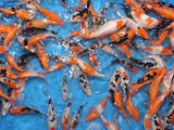Рибки, акваріуми Корм, ціна 300 Грн., Фото
