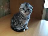 Кошки, котята Шотландская вислоухая, цена 2200 Грн., Фото