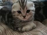Кошки, котята Шотландская вислоухая, цена 2200 Грн., Фото