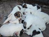 Собаки, щенки Среднеазиатская овчарка, цена 1500 Грн., Фото