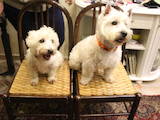 Собаки, щенята Вестхайленд уайт тер'єр, ціна 6500 Грн., Фото