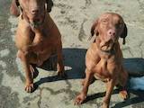 Собаки, щенки Венгерская выжла, цена 4500 Грн., Фото