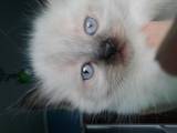Кошки, котята Невская маскарадная, цена 1000 Грн., Фото