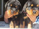 Собаки, щенки Ротвейлер, цена 12000 Грн., Фото