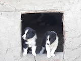 Собаки, щенки Русско-Европейская лайка, цена 1400 Грн., Фото