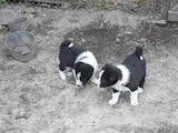 Собаки, щенки Русско-Европейская лайка, цена 1400 Грн., Фото