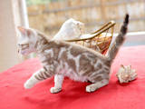 Кішки, кошенята Бенгальськая, ціна 500 Грн., Фото