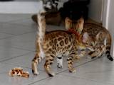 Кішки, кошенята Бенгальськая, ціна 500 Грн., Фото