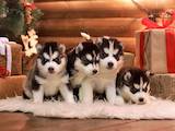 Собаки, щенки Сибирский хаски, цена 500 Грн., Фото
