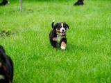 Собаки, щенки Бернская горная собака, цена 14000 Грн., Фото