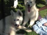 Собаки, щенки Белая Швейцарская овчарка, цена 7500 Грн., Фото
