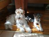 Собаки, щенки Жесткошерстный фокстерьер, цена 3000 Грн., Фото