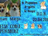 Собаки, щенки Вельш корги пемброк, цена 23000 Грн., Фото
