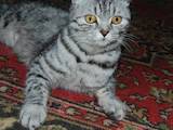 Кошки, котята Шотландская короткошерстная, цена 10 Грн., Фото