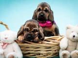 Собаки, щенята Бладхаунд, ціна 30000 Грн., Фото