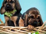 Собаки, щенки Бладхаунд, цена 30000 Грн., Фото