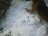 Собаки, щенята Східно-сибірська лайка, ціна 600 Грн., Фото