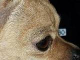 Собаки, щенята Чихуа-хуа, ціна 4200 Грн., Фото