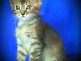 Кішки, кошенята Мейн-кун, ціна 1000 Грн., Фото