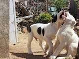 Собаки, щенки Среднеазиатская овчарка, цена 15000 Грн., Фото
