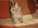 Кошки, котята Неизвестная порода, цена 2 Грн., Фото