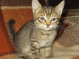 Кошки, котята Неизвестная порода, цена 2 Грн., Фото