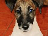 Собаки, щенята Гладкошерста фокстер'єр, ціна 7500 Грн., Фото