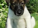 Собаки, щенята Гладкошерста фокстер'єр, ціна 7500 Грн., Фото