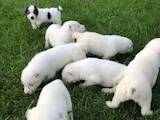 Собаки, щенки Среднеазиатская овчарка, цена 8500 Грн., Фото