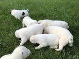 Собаки, щенки Среднеазиатская овчарка, цена 8500 Грн., Фото