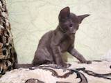 Кошки, котята Ориентальная, цена 4000 Грн., Фото