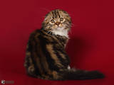 Кішки, кошенята Highland Fold, ціна 5000 Грн., Фото